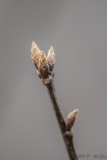 DSC_8878.jpg