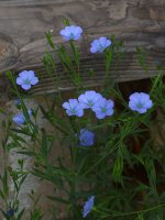 BlueFlower.jpg