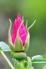 flower peeping.jpg
