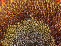 Sunflower4.jpg