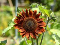 Sunflower.jpg