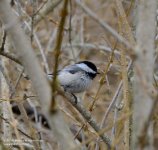 120 Chickadee-140430_01.jpg