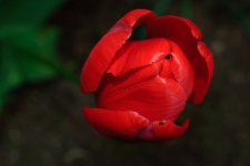 DSC_5936_edited-1.jpg