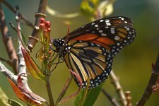 Monarch.jpg