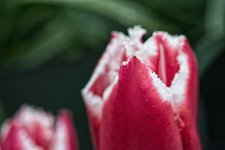 DSC_8897-Edit.jpg