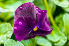 DSC_8894-Edit.jpg