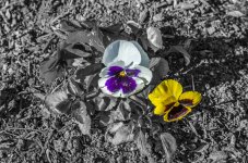 Flowers2_034c.jpg