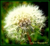 Stages of a Dandilion 4.jpg