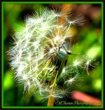Stages of a Dandilion 5.jpg