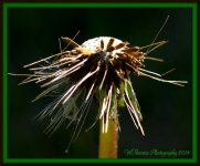 Stages of a Dandilion 6.jpg