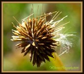 Stages of a Dandilion 7.jpg