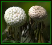 Stages of a Dandilion 8.jpg