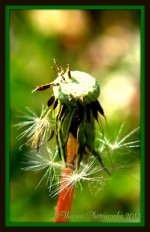 Stages of a Dandelion 10.jpg