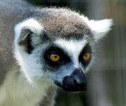 zoo-lemur1_zps91974887-XL.jpg