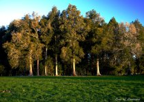 Tree Grove LOL.jpg