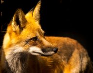zoo-fox1-XL.jpg