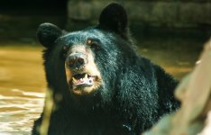 zoo-bear1-XL.jpg