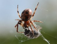 DSC_6801.jpg