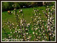 Four Horses in the Valley Under the Blooming Tree.jpg