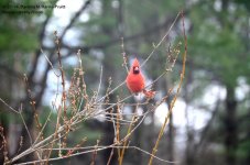 120 Cardinal-140501_01.jpg