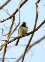 121 Chickadee-140501_01.jpg