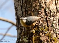 121 Nuthatch-140501-02_01.jpg