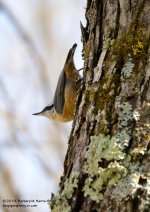 121 Nuthatch-140501-04_01.jpg