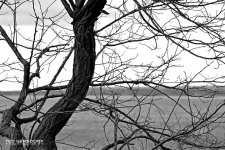 Lakewood Park 9bw.jpg