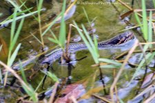 DSC_1772.jpg