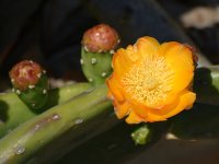Cactus.jpg