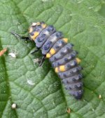 7-spot Ladybird Larva.jpg