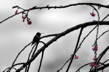 20140502-D80_0186-Edit-Edit.jpg