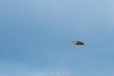 _DW14205-3.jpg
