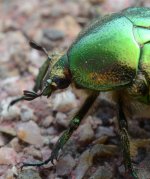 Rose Chafer 2.jpg