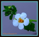 Tiny White Flower.jpg