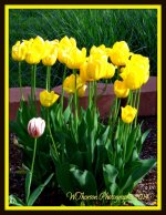 Yellow Tulips Clump.jpg