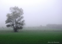 Mistree LOL.jpg