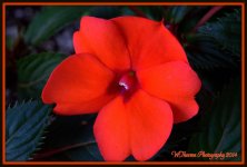 Orange Begonia.jpg