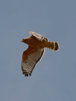 Hawk6.jpg