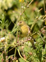Finch.jpg