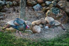 20140414-D80_9266-Edit.jpg