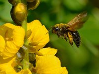 Bee2.jpg