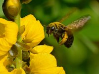 Bee.jpg