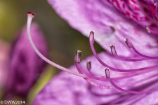 Gentle Queen (1 of 1).jpg