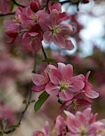 Crabapple Blossom - 2014-05-01 at 18-03-19.jpg