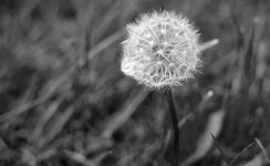 Dandelion seeds-1.jpg