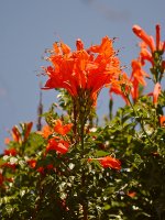 Tecomaria.jpg