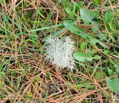 124 Lichen-1405004_01.jpg