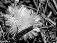 BW Lion Fluff (1 of 1).jpg