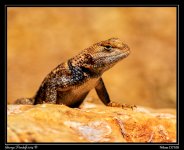Day121Lizard.jpg